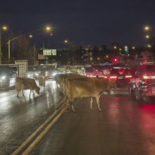 cows in traffiic downtown Calgary Alberta